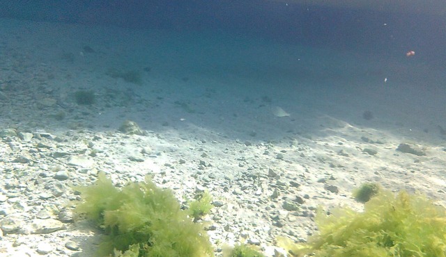 Accommodation 50 mt. from the sea, 5 minutes from Gallipoli and the Salentine Maldives in Torre Suda