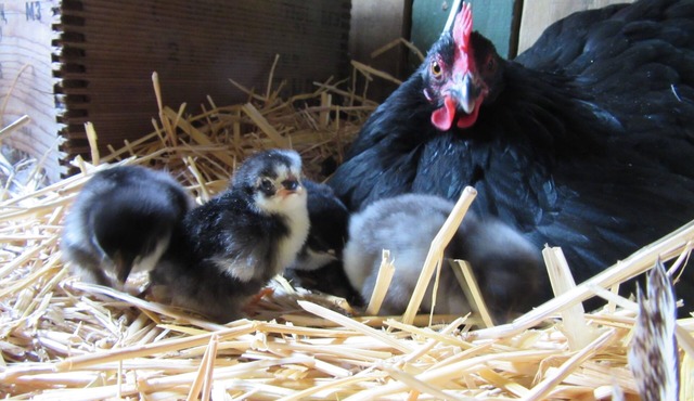 The Hen House & Gardens: Near USAFA & PineCrest Event Center