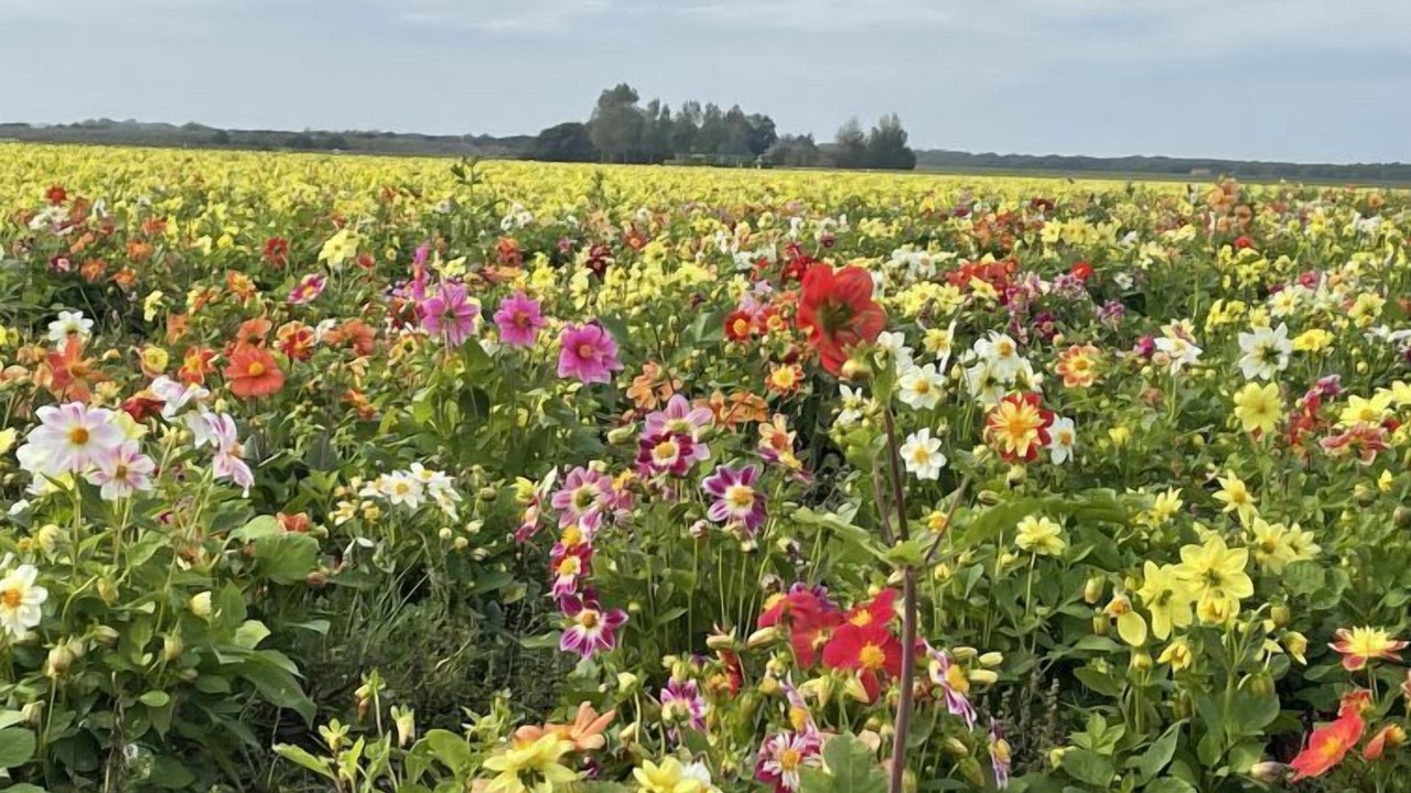 Photo of Outdoor in t Zand