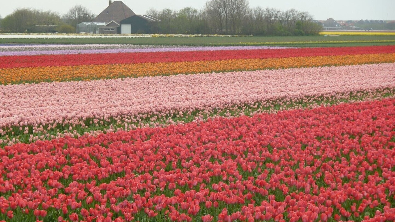 Photo of Others in Sint Maartenszee