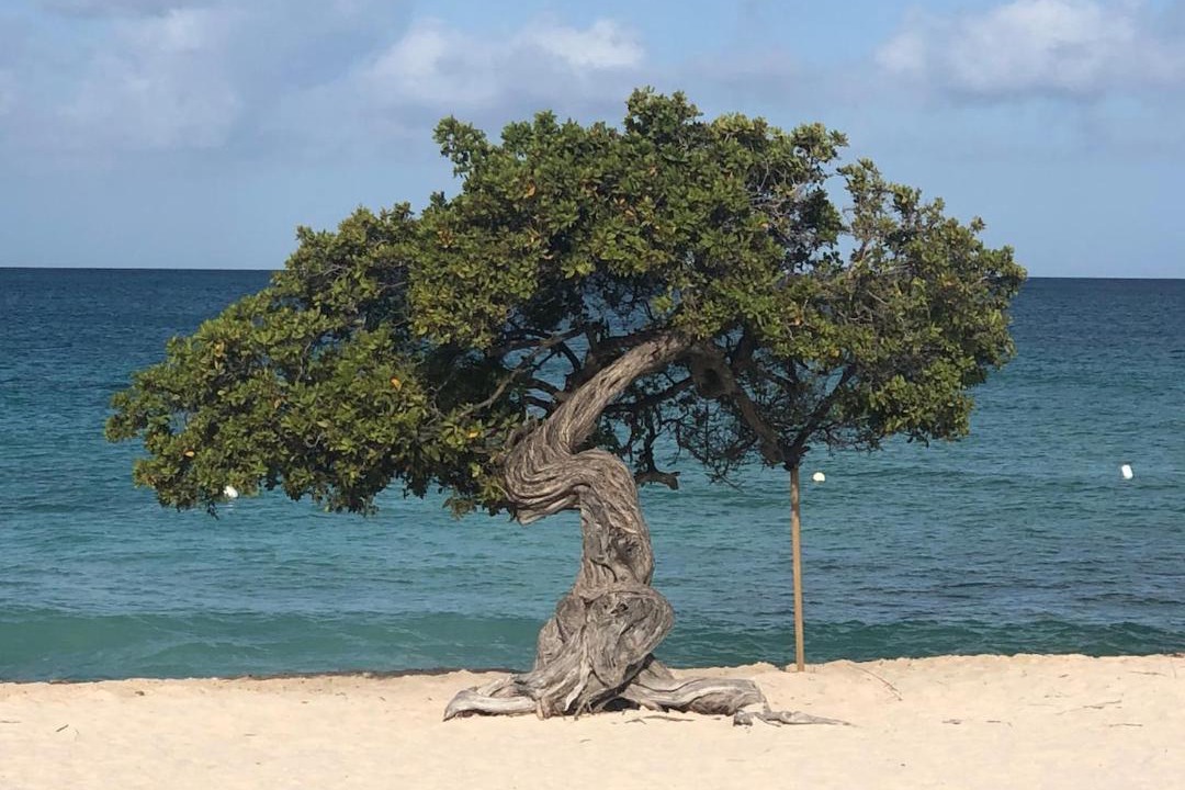 Photo of Others in Oranjestad